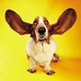 ears